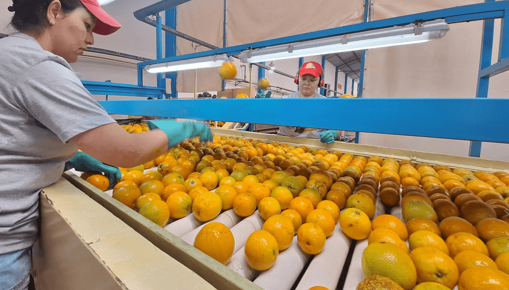 naranjas economias regionales coninagro