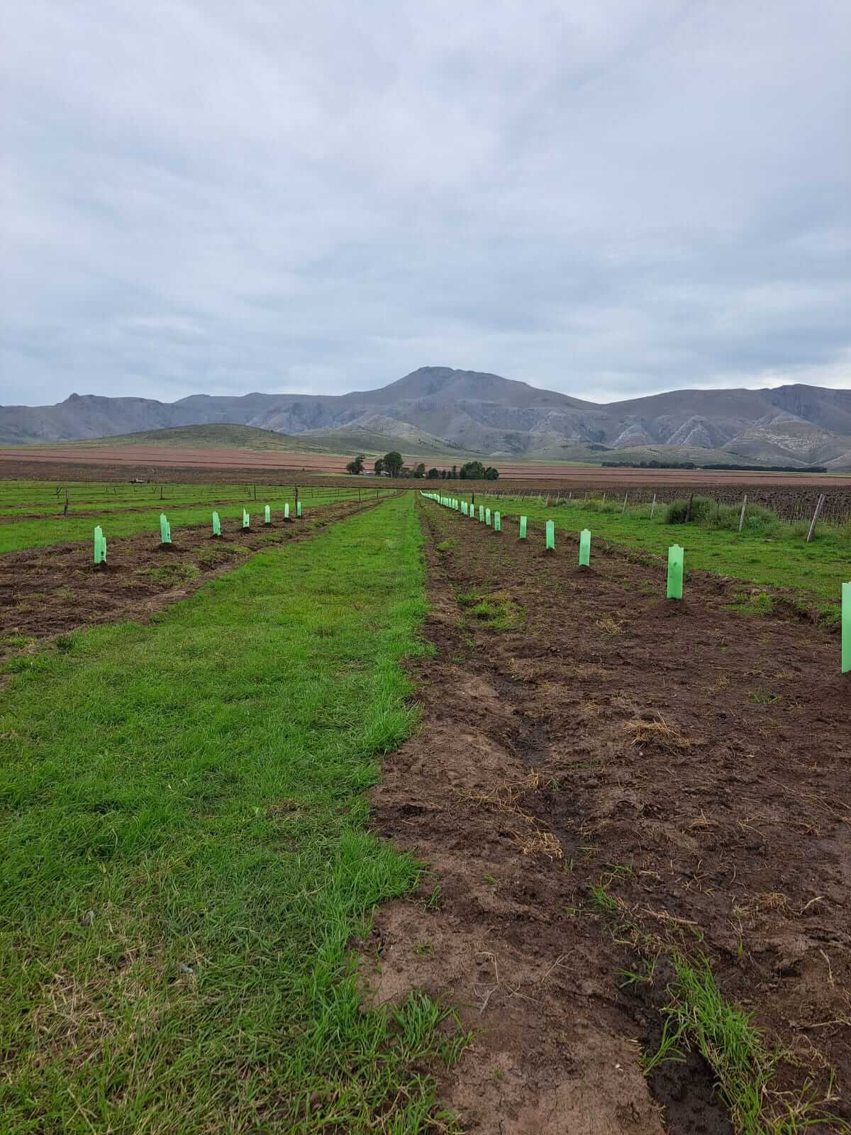 Del Alto Valle a los montes tucumanos: el interés por las trufas crece y se federaliza en Argentina 4 plantacion tornquist