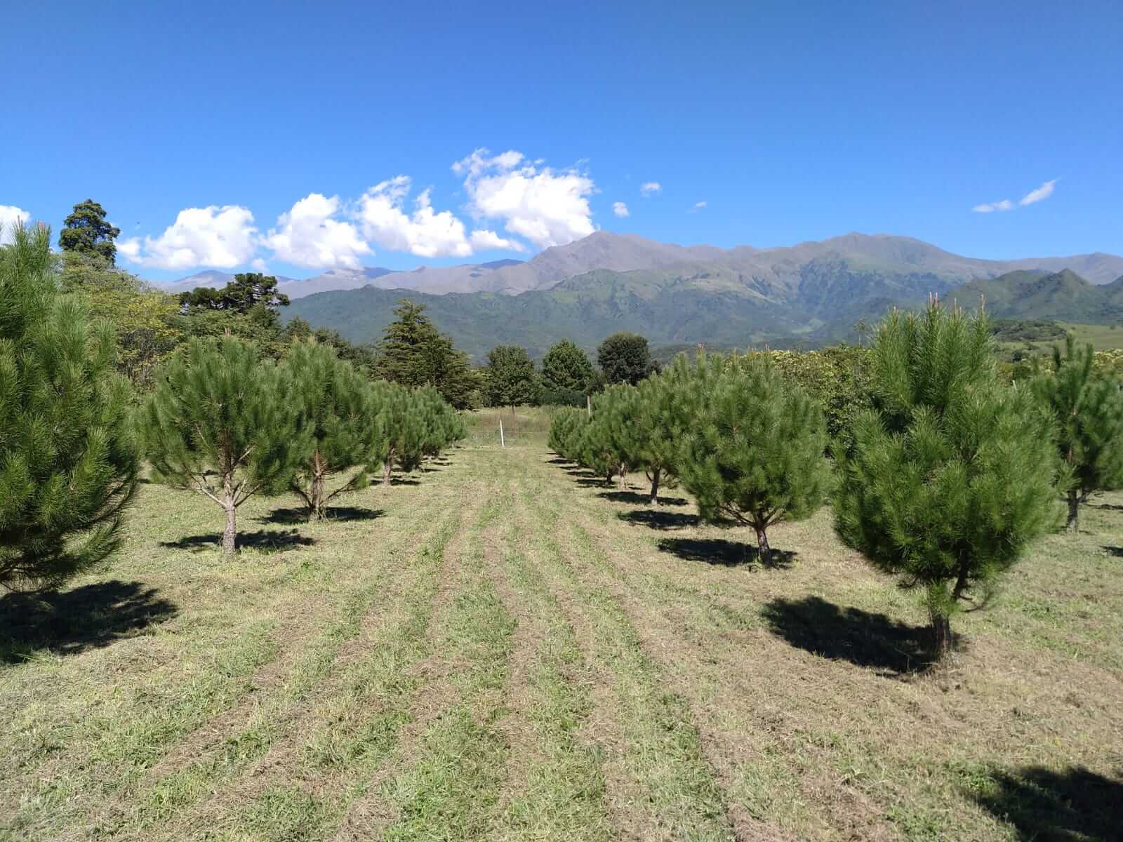 Del Alto Valle a los montes tucumanos: el interés por las trufas crece y se federaliza en Argentina 6 plantacion trufas tucuman