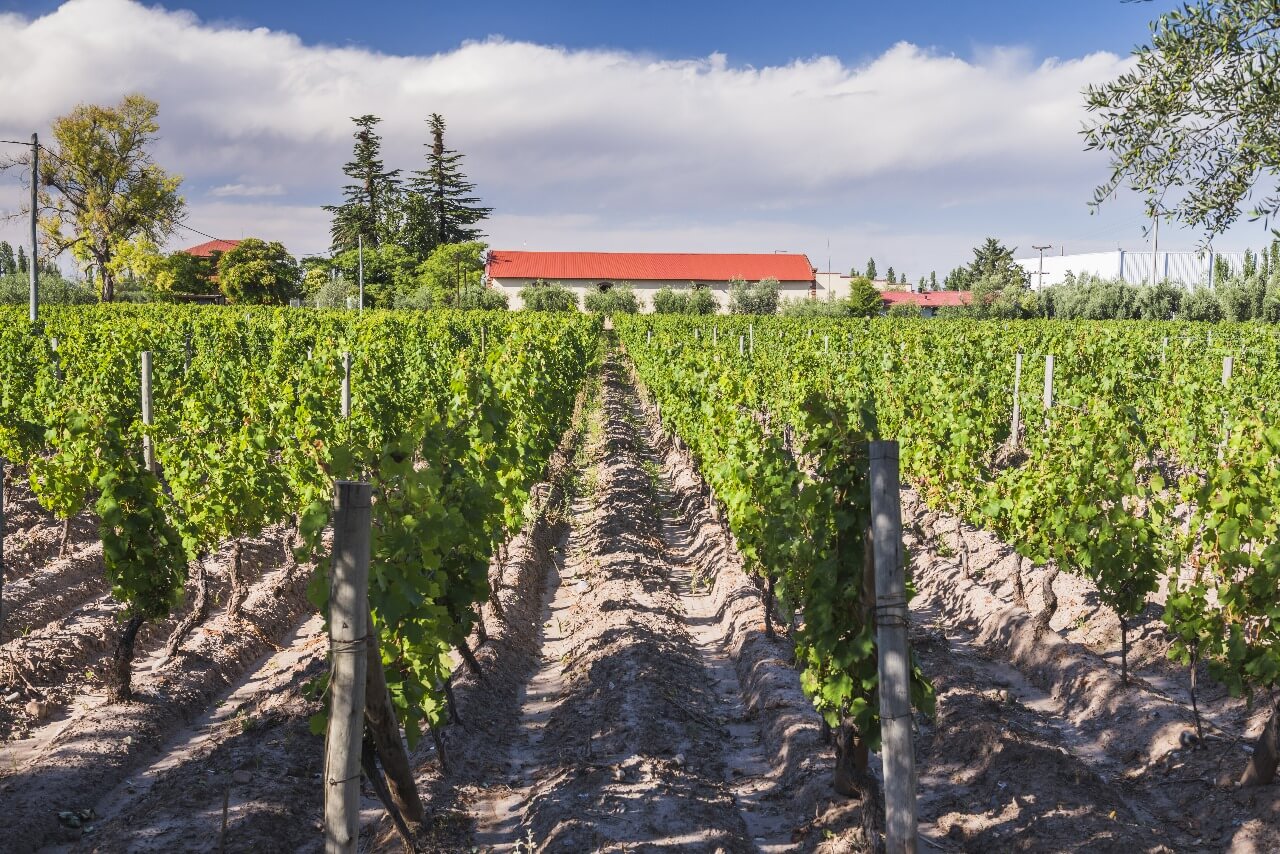 Bodega maipu 2