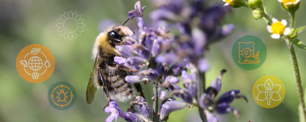 abeja flor casafe