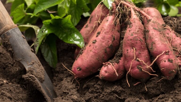 batata