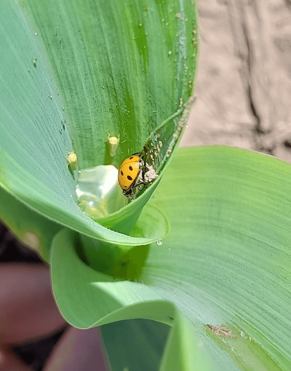 chicharrita e insecto benefico