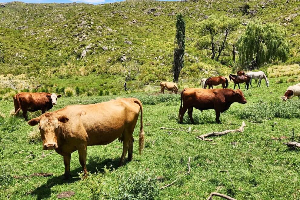 ganaderia en zona sierras cordoba bovinos hacienda