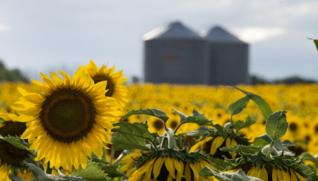 girasol campo silo sagyp