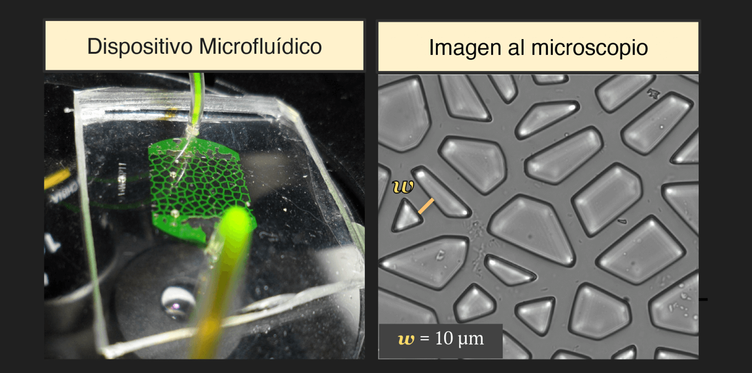 microchip interior 1536x762 1