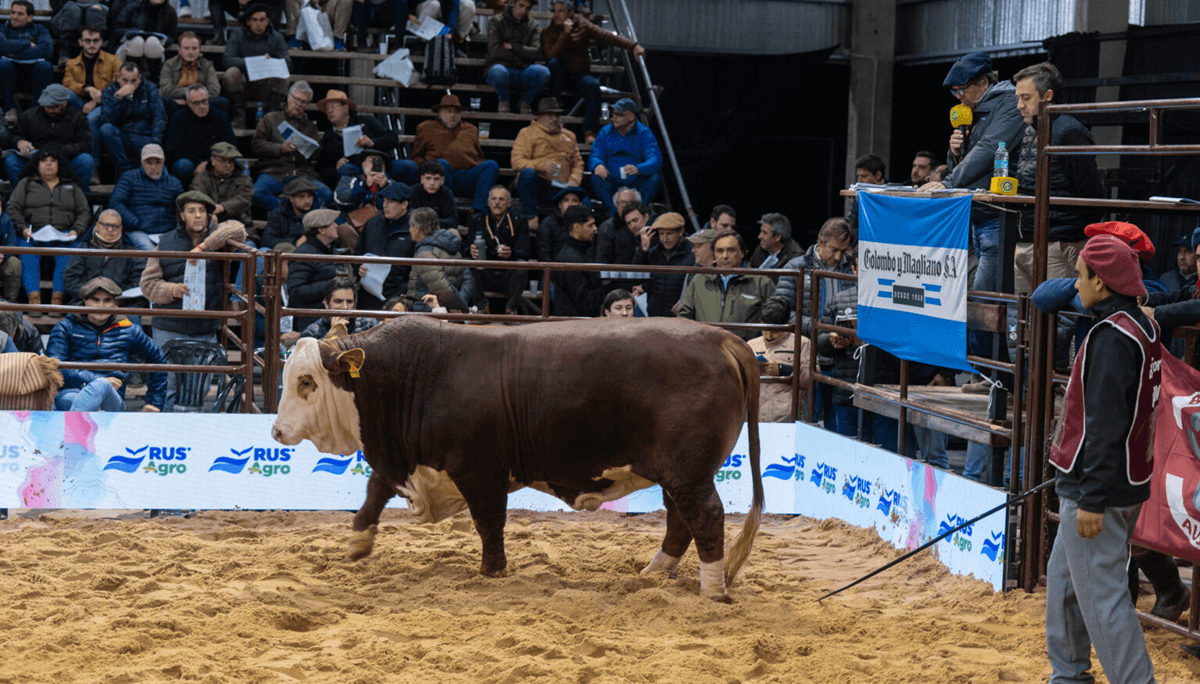 toro braford las nacionales