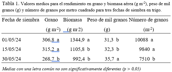 trigo maich