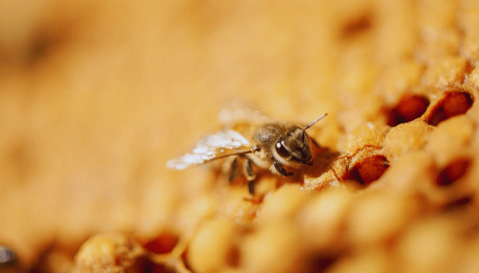 abeja inta