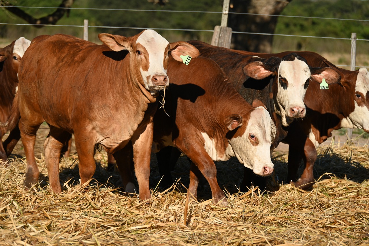 Las Lilas 5