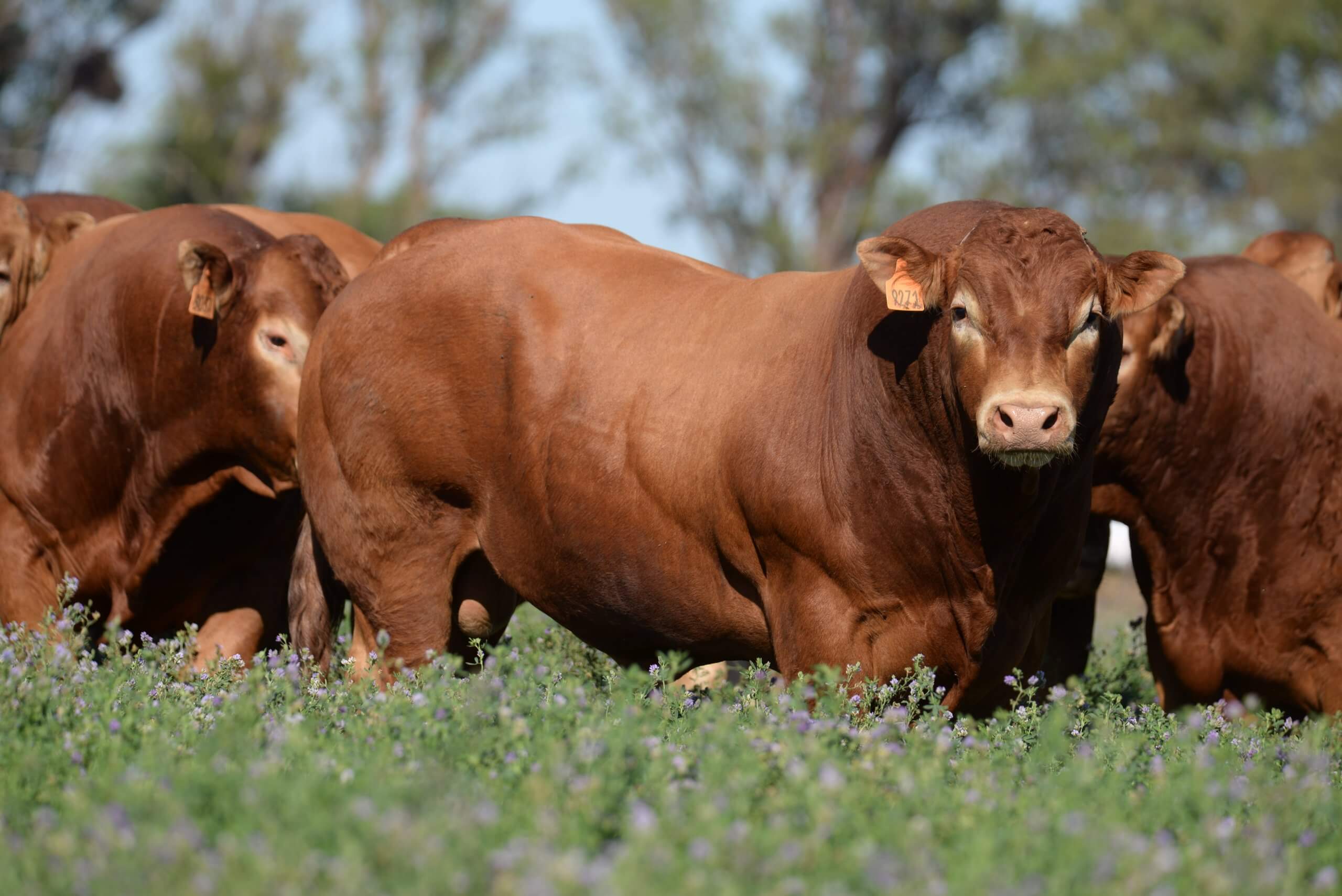 Limousin 1 Toros PP scaled