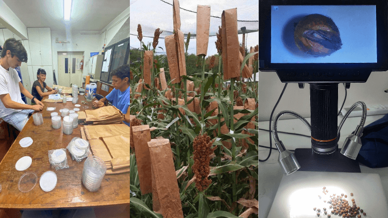 Nota Sorgo Benech Foto 3