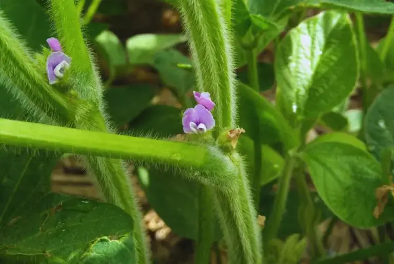 Polinizacion soja 2