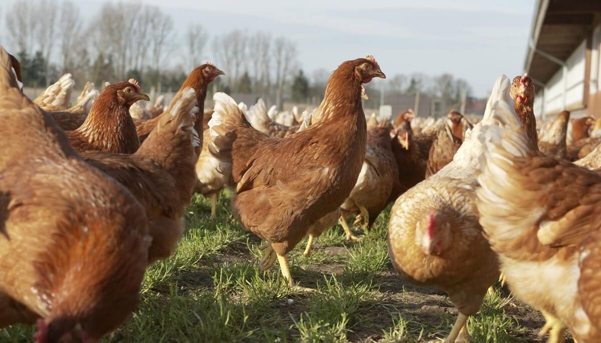 Poultry 13583 hi 300dpi