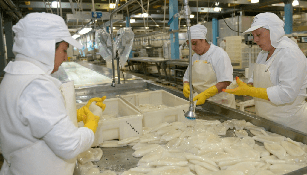 calamar industria