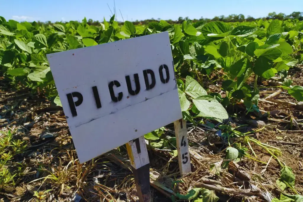 picudo inta