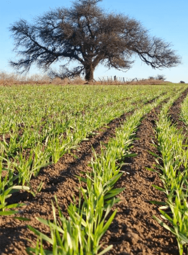 trigo en expansion de hojas bs as