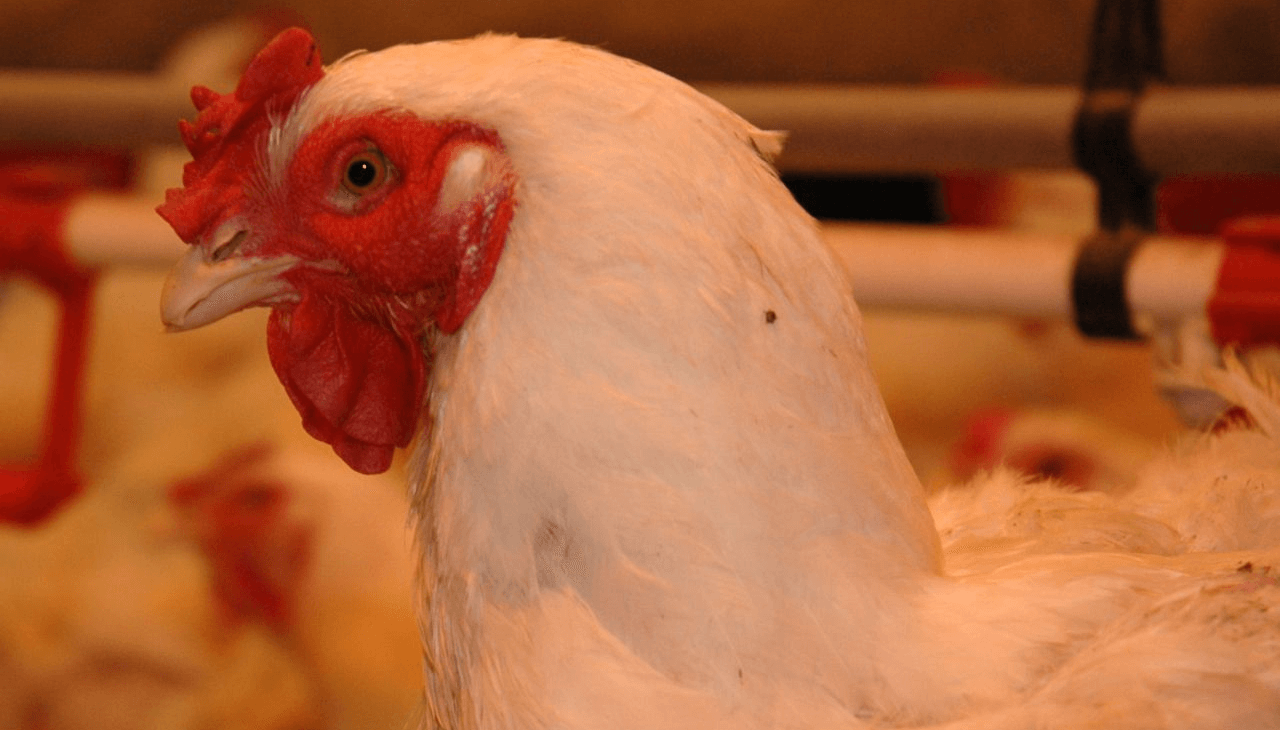 gallina aver aviar avicola