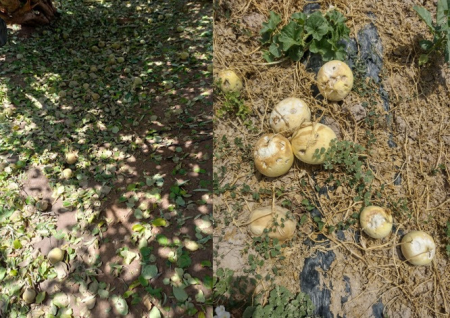 peronospora frutales