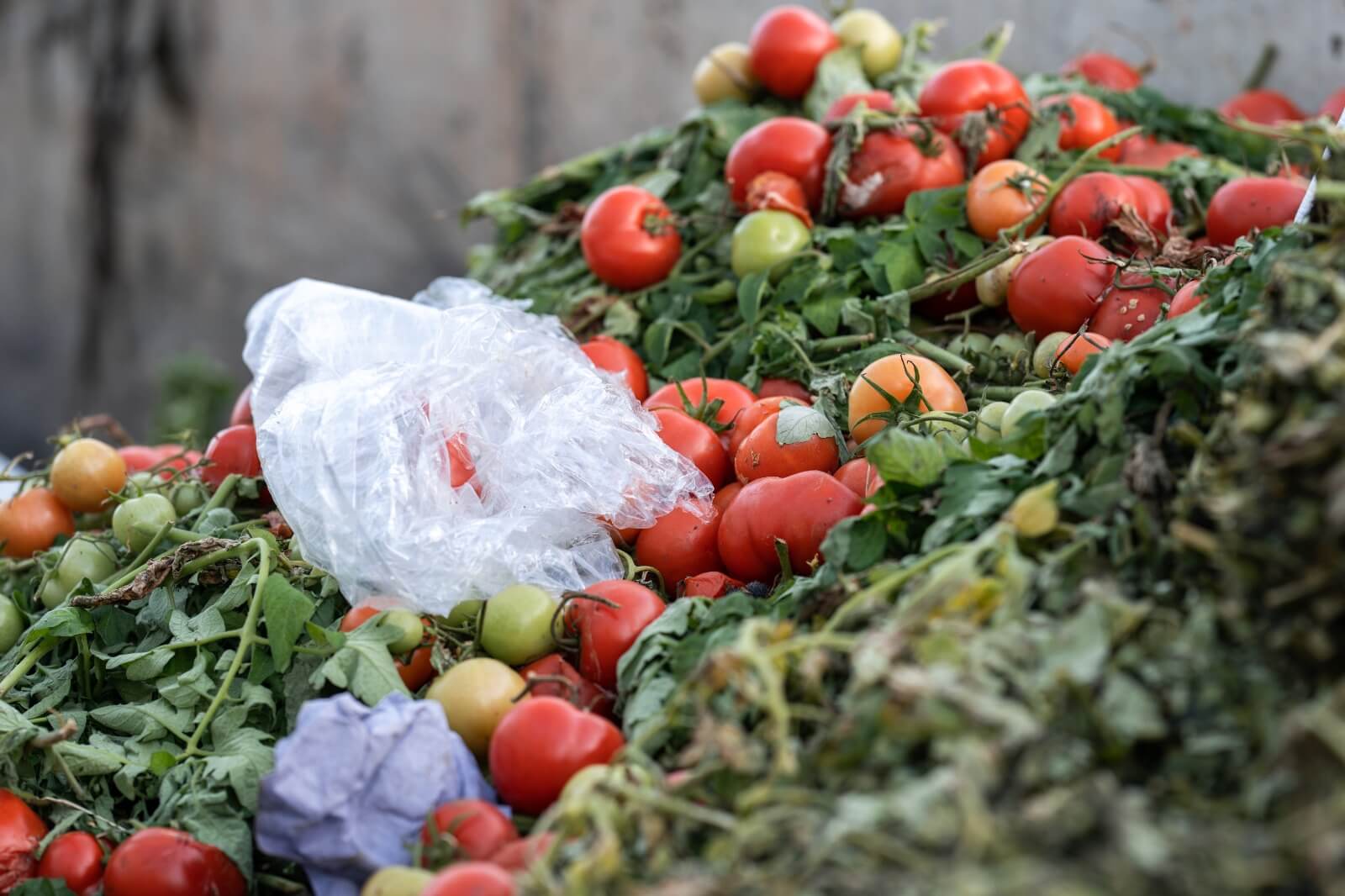 Alimentos 1