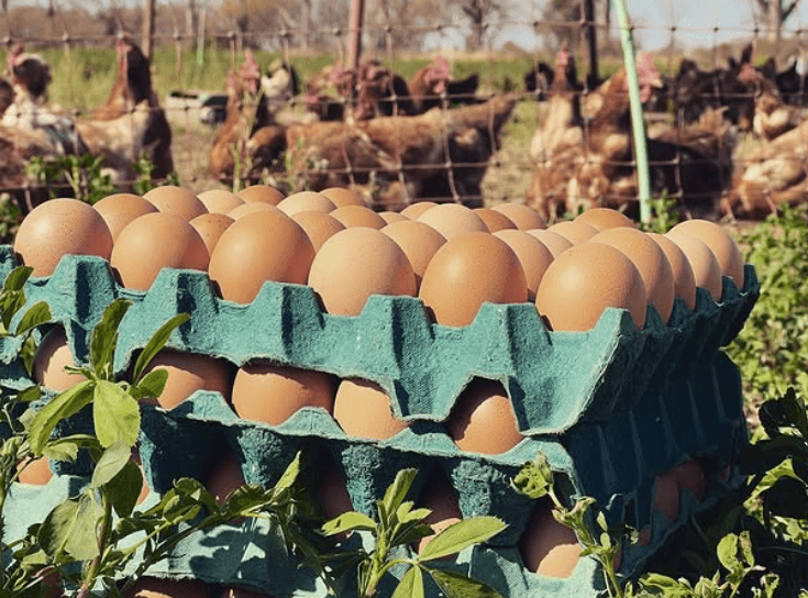 Huevos campo y gallinas