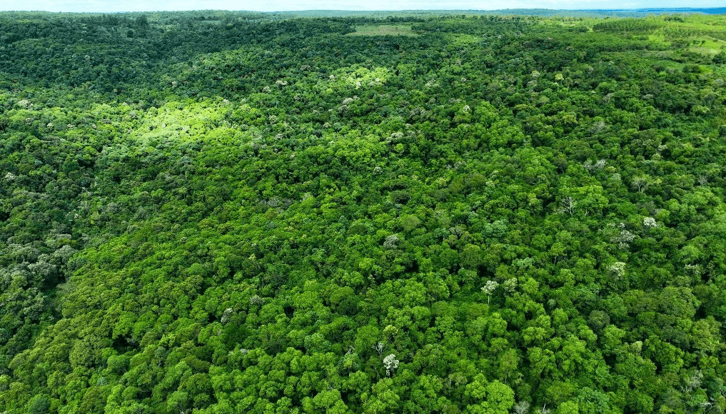 bosque nativo certificado