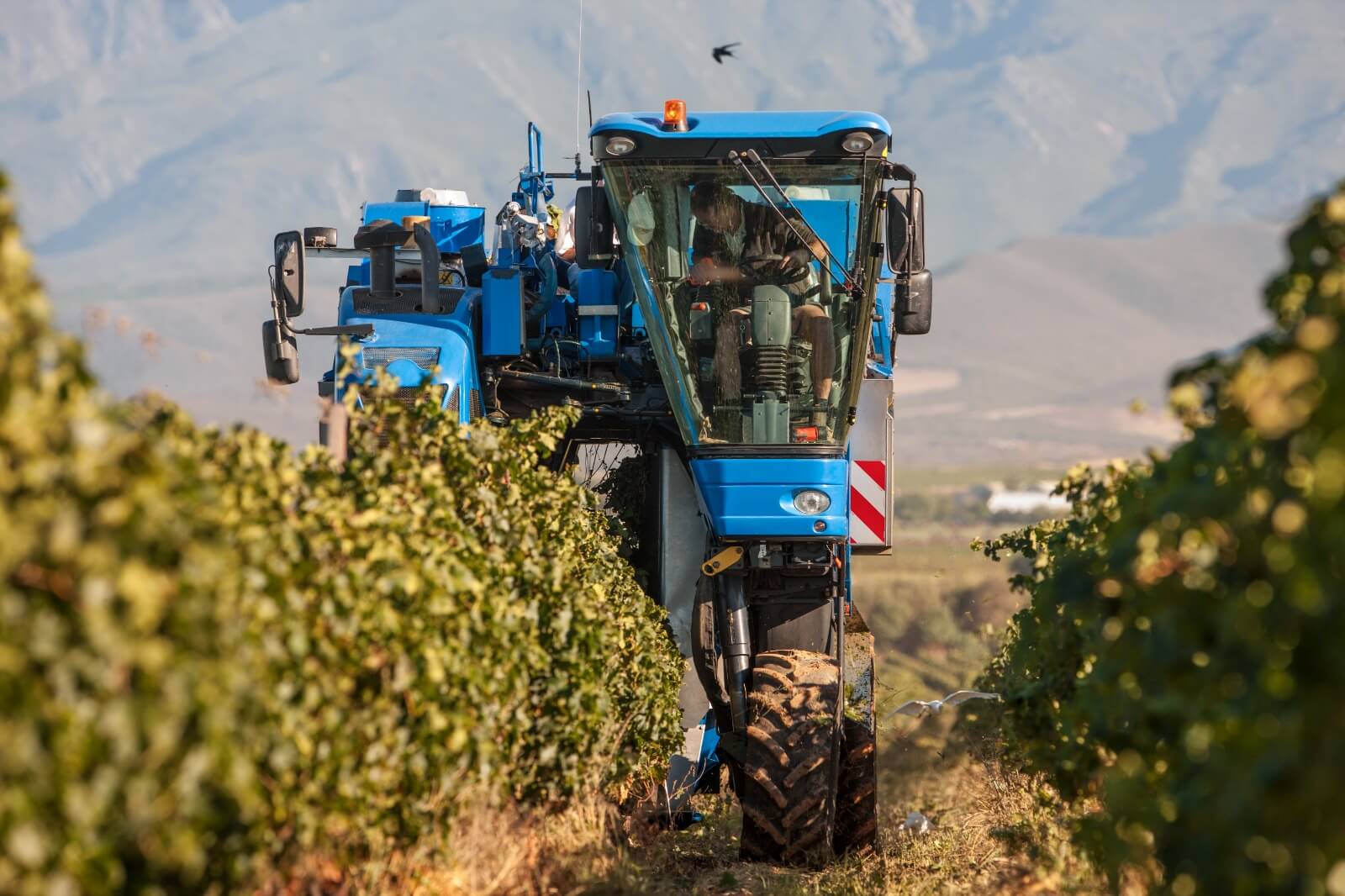 cosechadora vino