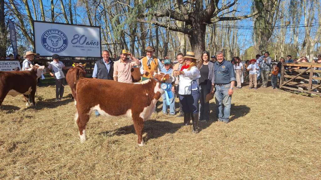 hereford