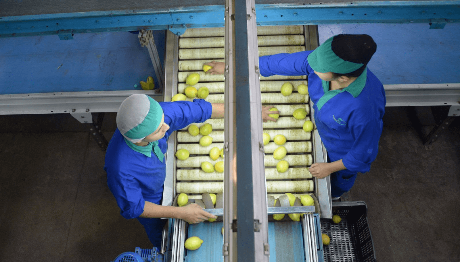 industria limones sagyp