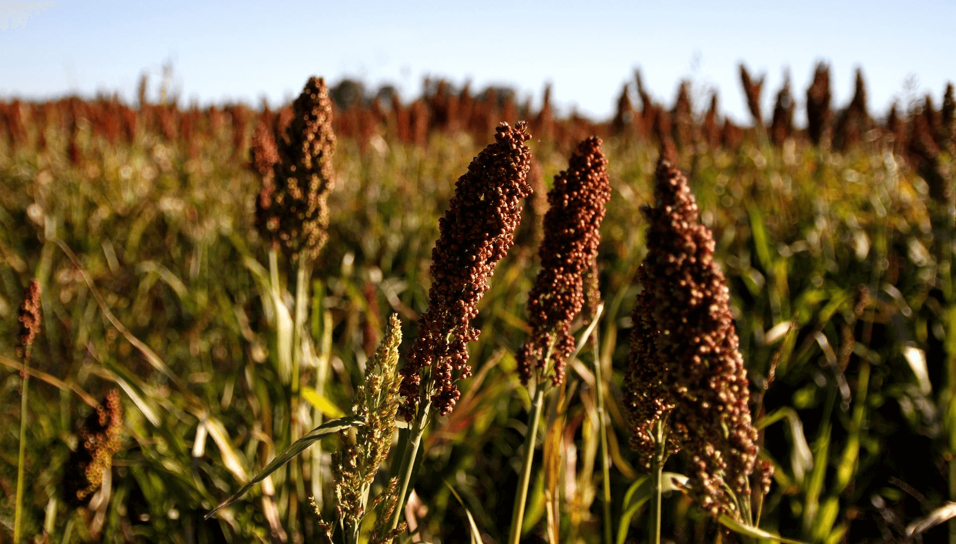sorgo sagyp