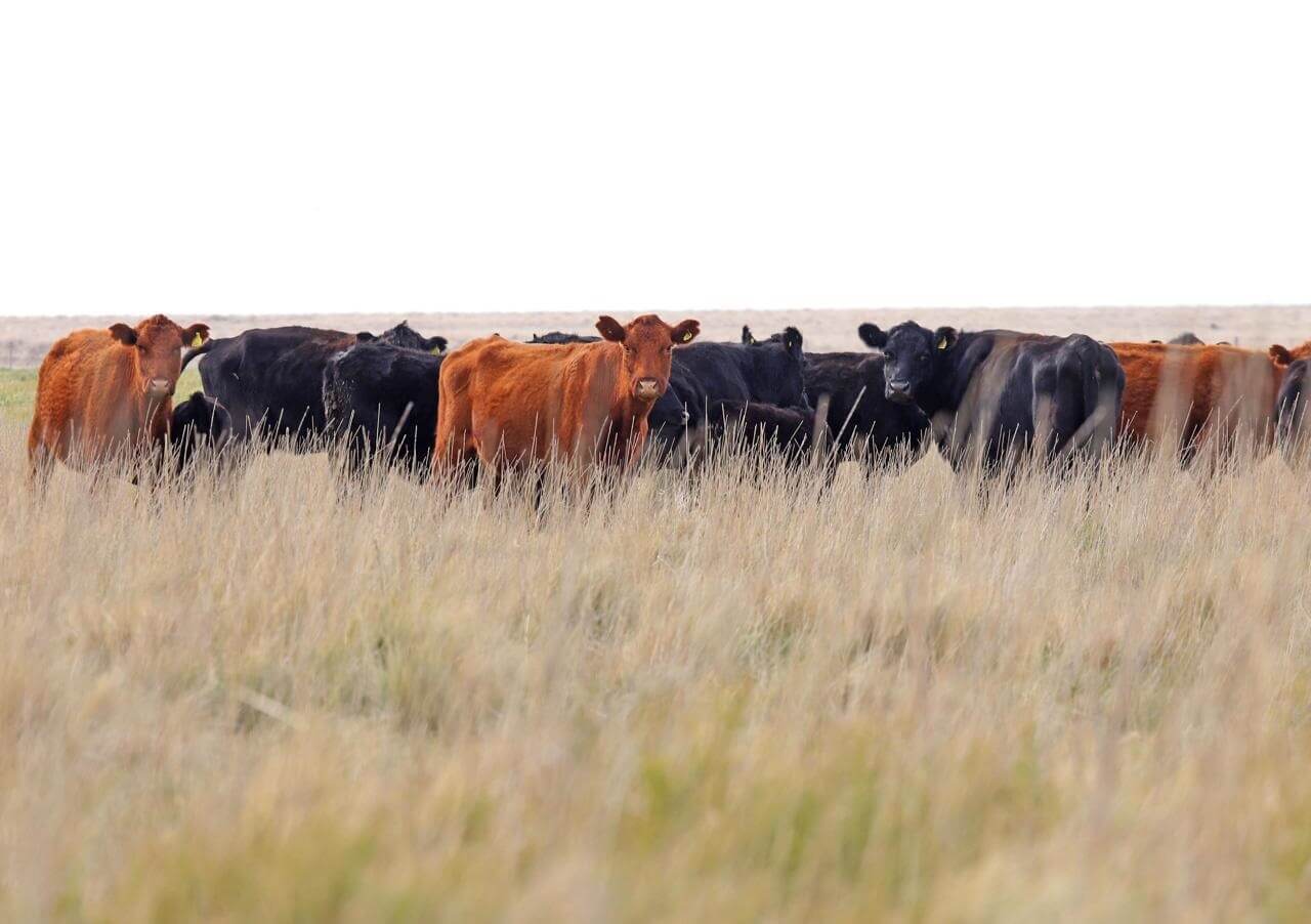 vacas1
