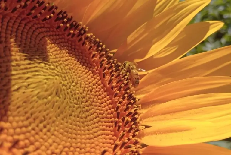 GIRASOL SL
