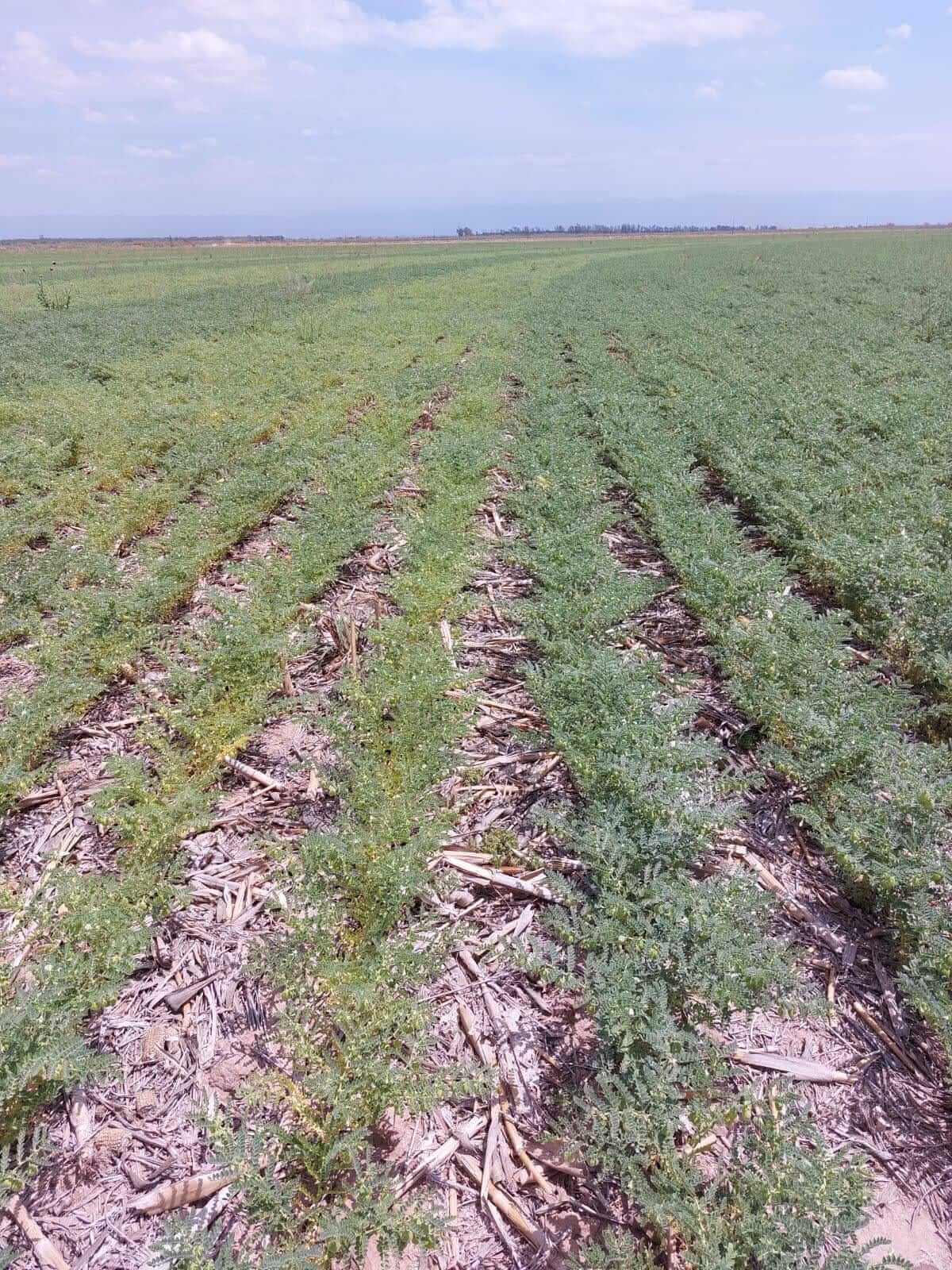 Desde la semilla hasta la planta: las legumbres suman bioinsumos para “escalar en protagonismo” 2 WhatsApp Image 2025 11 04 at 9.35.43 AM