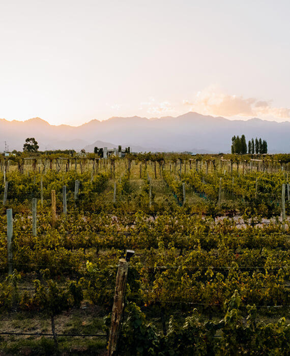 finca la vigilia