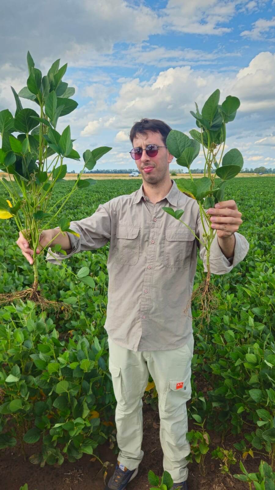 soja bunge gdm