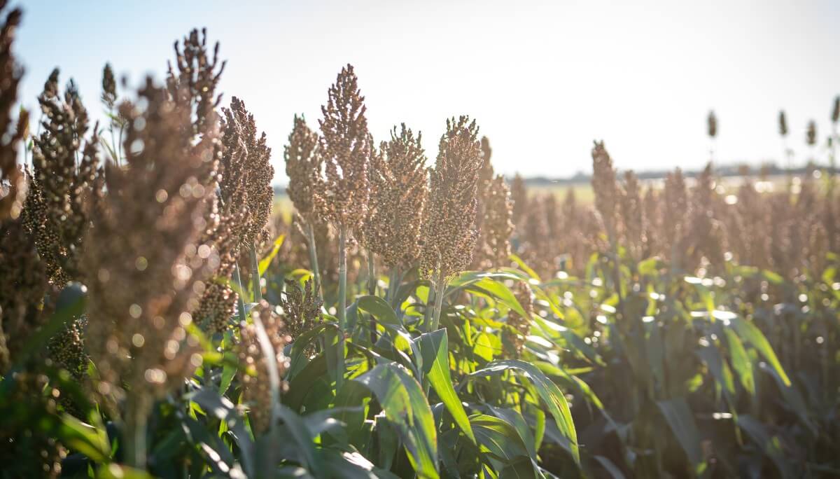 Sorgo 2