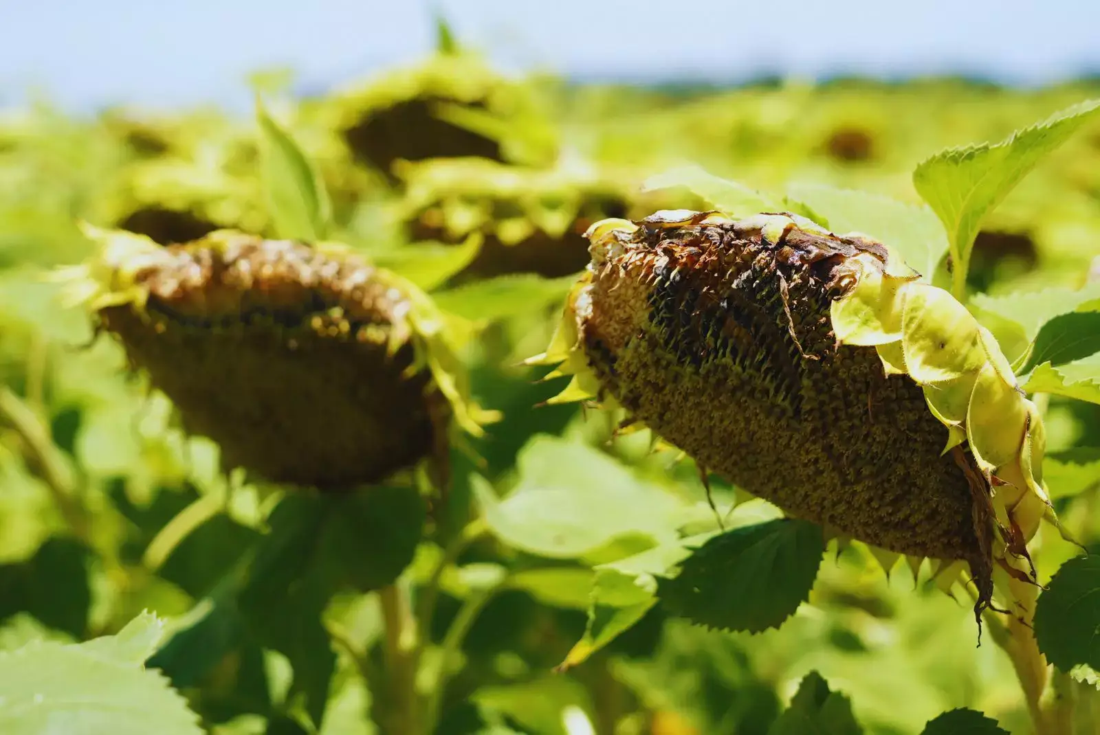 girasolaves 1.jpg