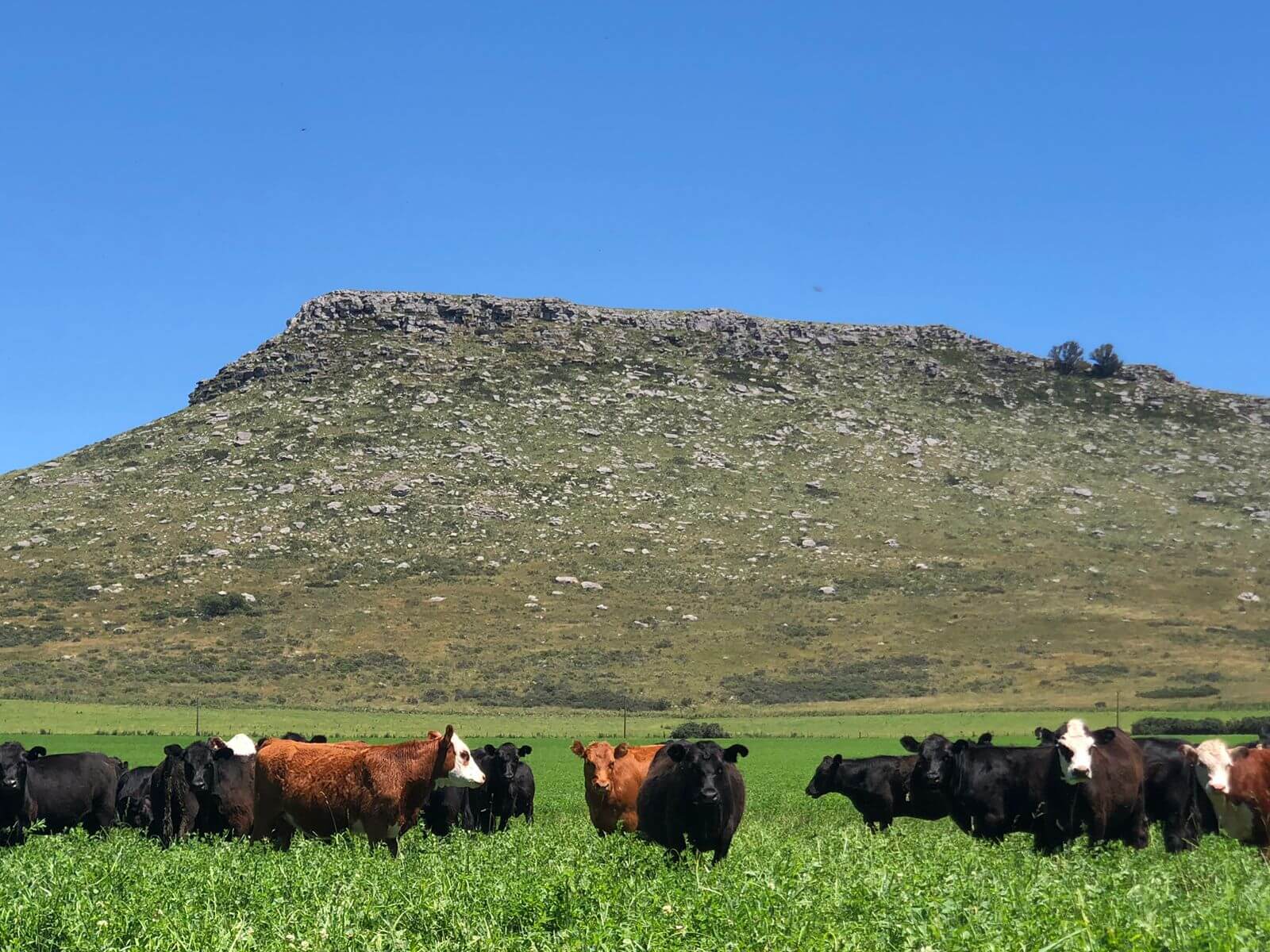 vacas