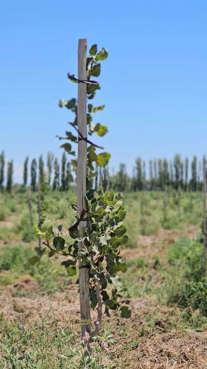 Agrofides