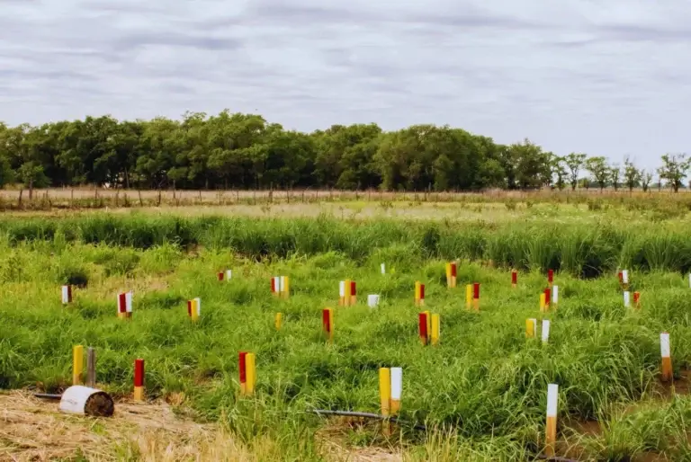 Panicum 2