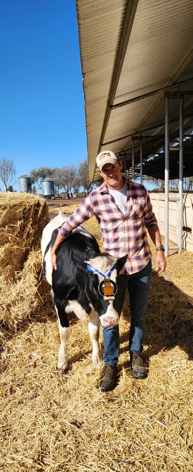 Tomas con vacas02
