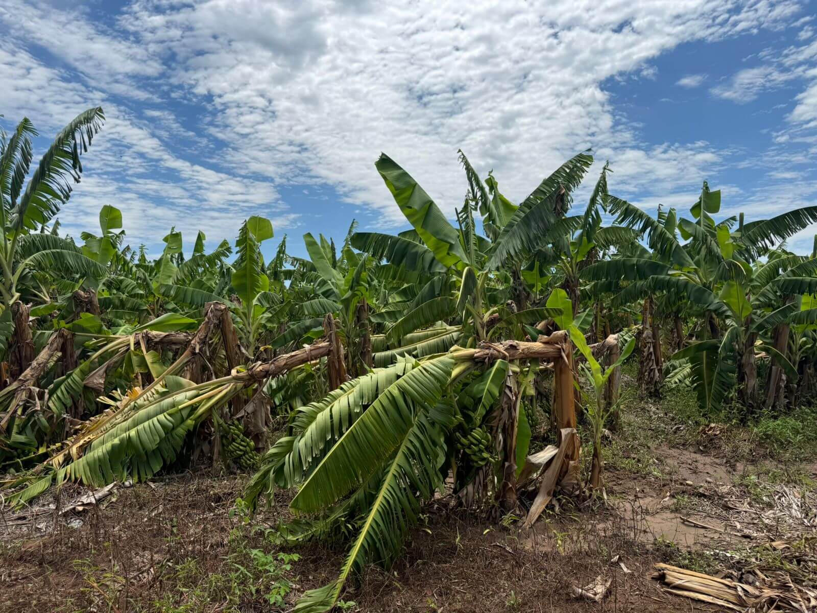 bananda
