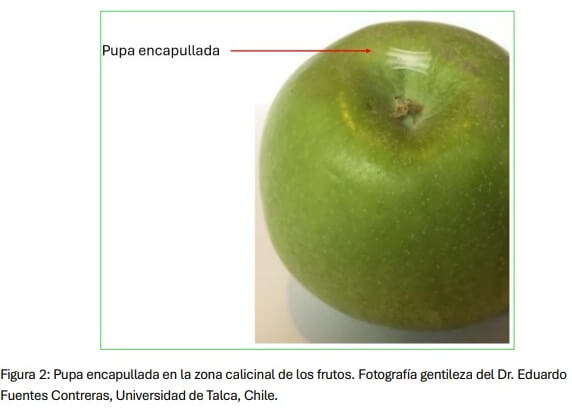 figura2