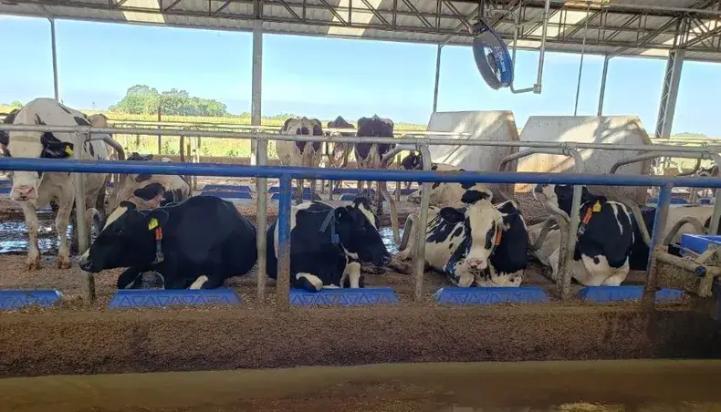 vacas