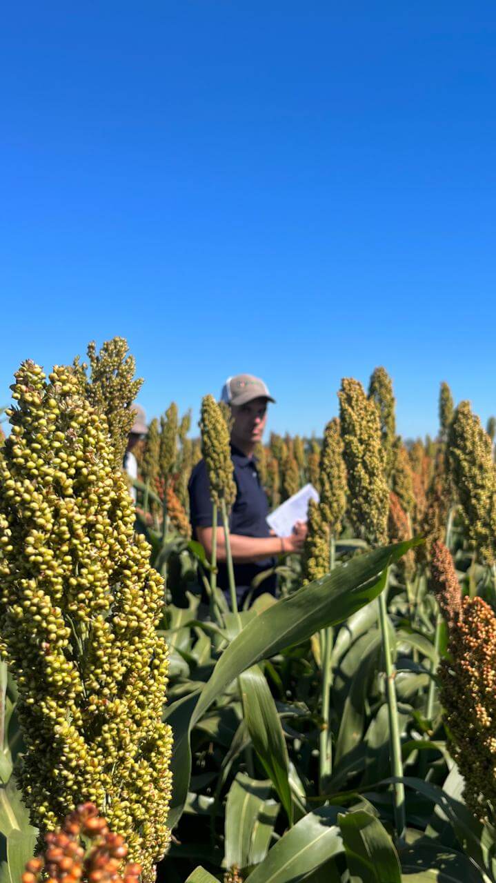 Agustin Canto Sorgo