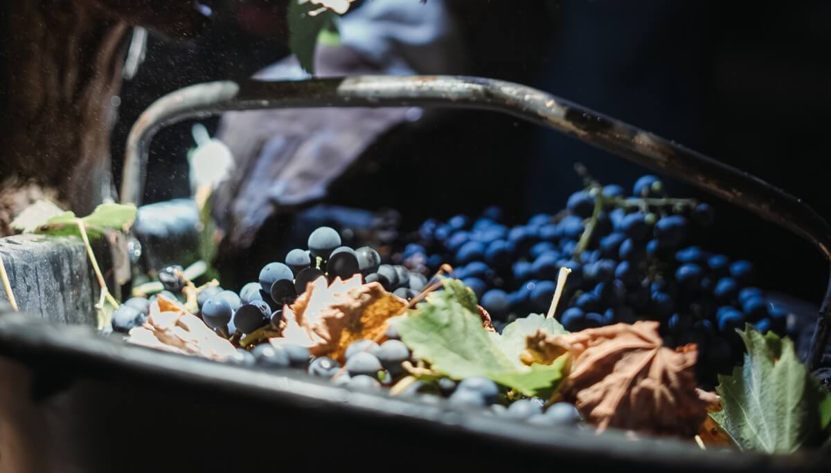 Vendimia nocturna: los secretos de una práctica que potencia la calidad y sustentabilidad del vino 5 DR CosechaNocturna 48