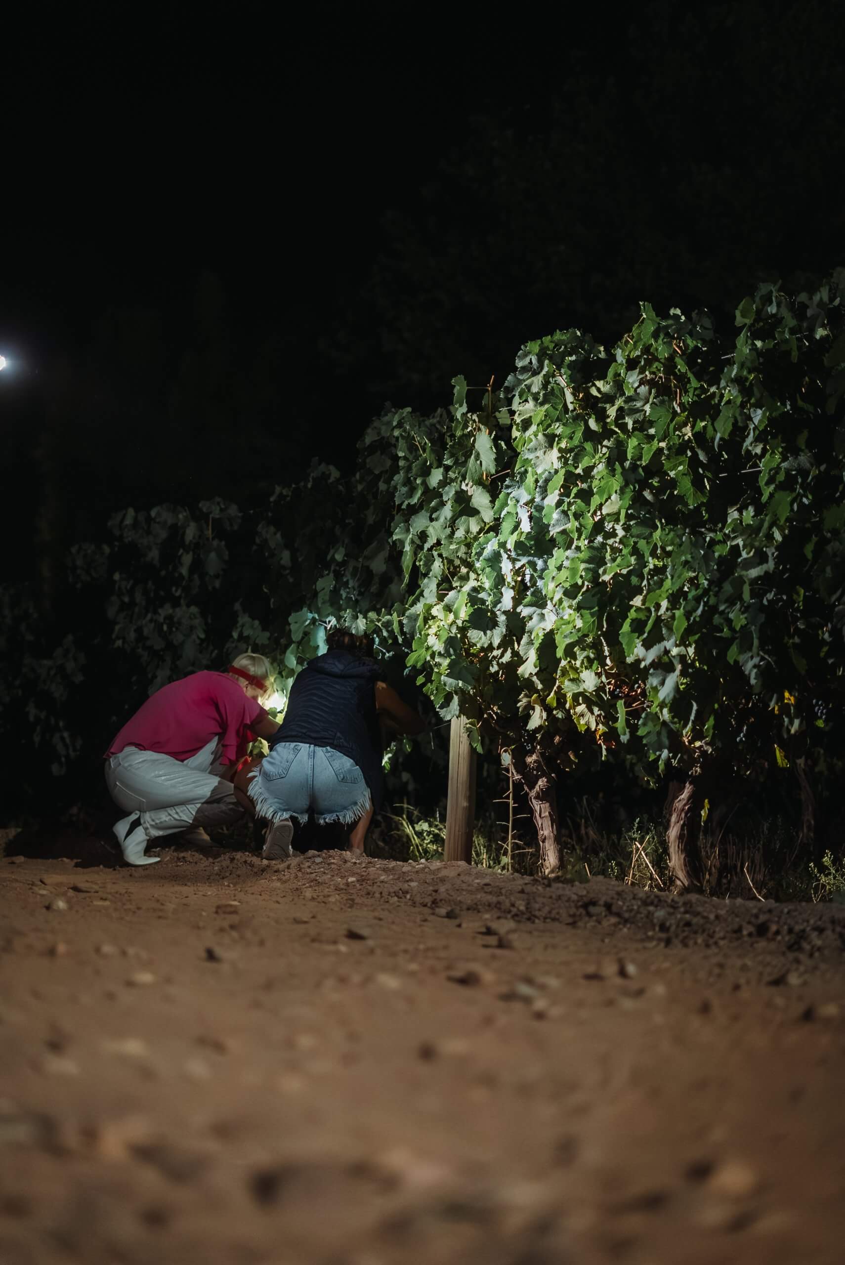 Vendimia nocturna: los secretos de una práctica que potencia la calidad y sustentabilidad del vino 4 DR CosechaNocturna 53 scaled