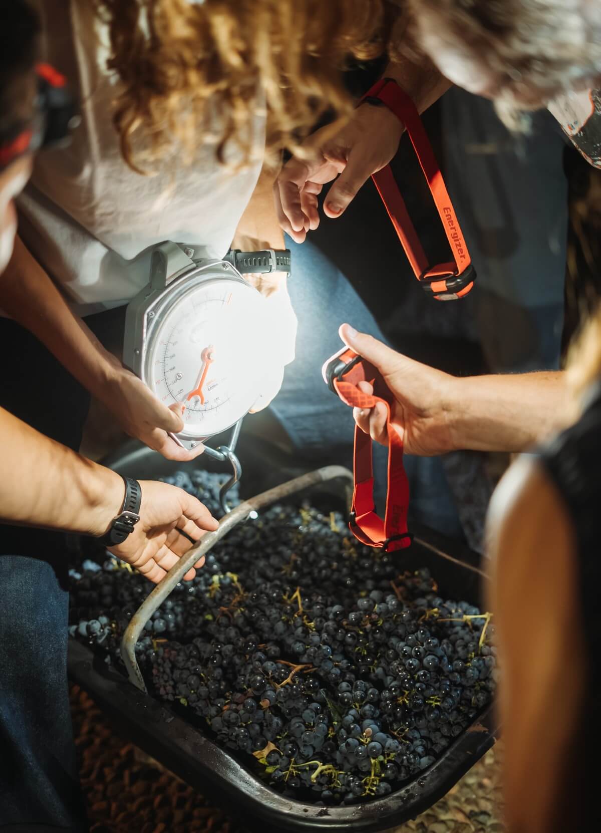 Vendimia nocturna: los secretos de una práctica que potencia la calidad y sustentabilidad del vino 2 DR CosechaNocturna 57