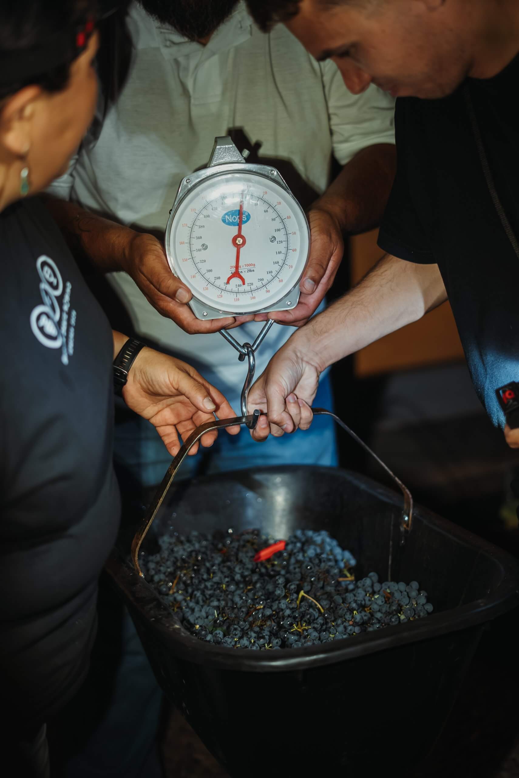 Vendimia nocturna: los secretos de una práctica que potencia la calidad y sustentabilidad del vino 7 DR CosechaNocturna 59 scaled