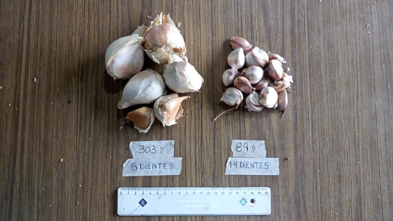 IMG 20260209 WA0008